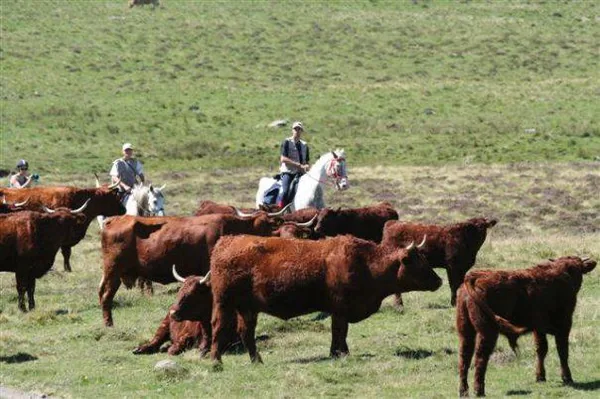 Ecuries du Haut Cantal à Montboudif, Cantal (15)