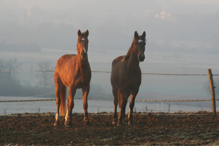 Ecurie de Menardière à Rivières, Charente (16)