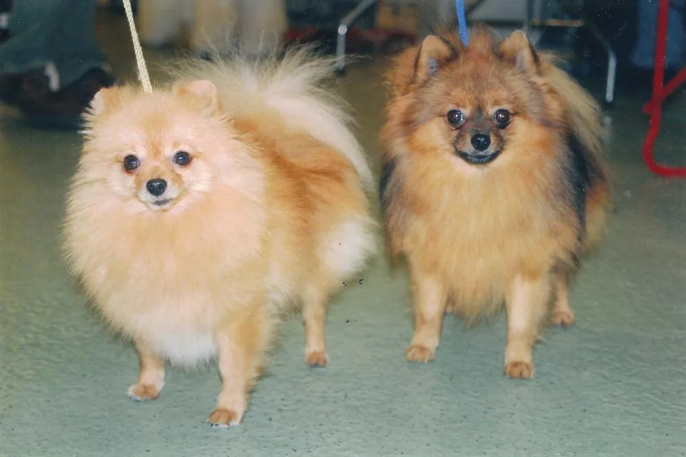 Elevage Centre Canin du Château Fraye à Vayres-sur-Essonne, Essonne (91)