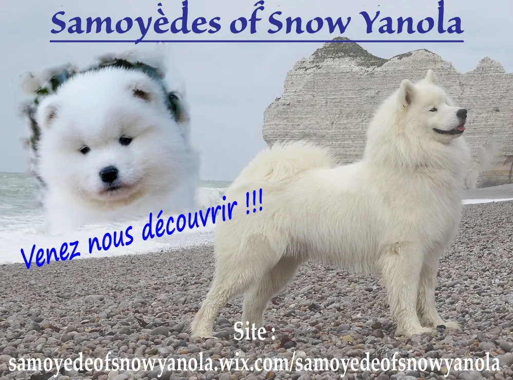Samoyèdes of Snow Yanola
"Petit élevage familial de passionnés..."