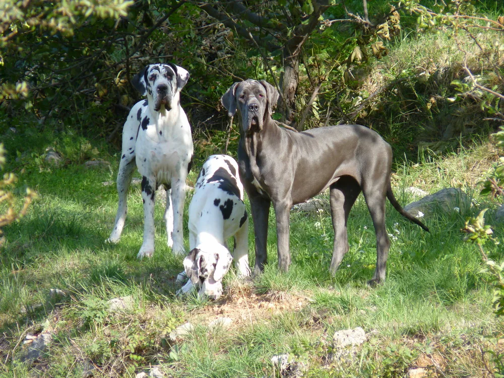 Elevage de l'Orée des Bois d'Astros à Cuers, Var (83)