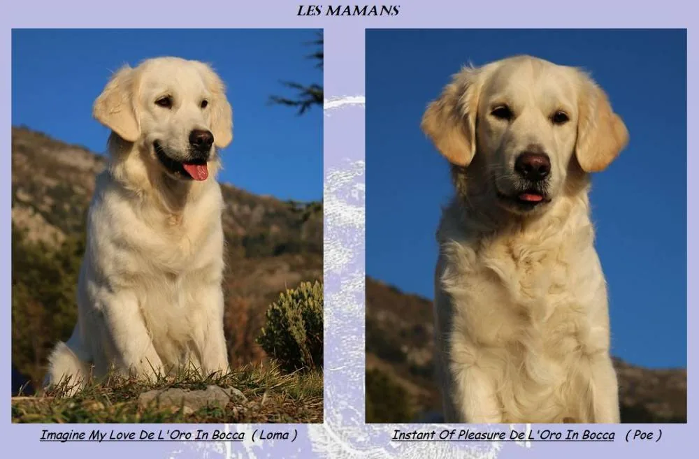 Elevage de l'Oro In Bocca à Peillon, Alpes-Maritimes (06)