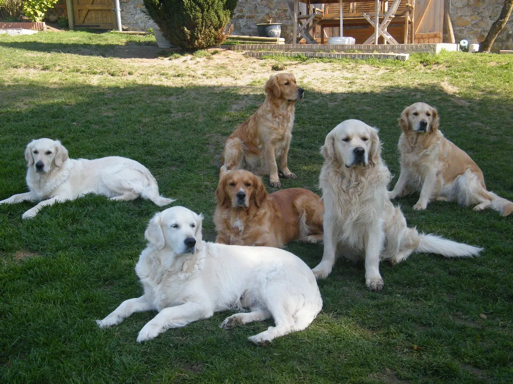 Les Goldens de la Valléé Morgane