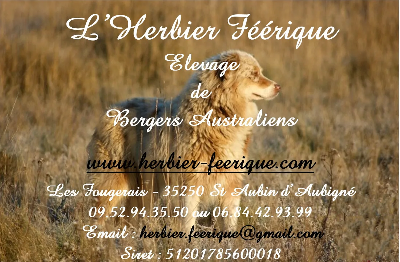 Elevage de l'Herbier Feerique à Saint-Aubin-d'Aubigné, Ille-et-Vilaine (35)