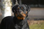 Elevage de Rottweiler - Vom Hause Orda à Saveuse, Somme (80)