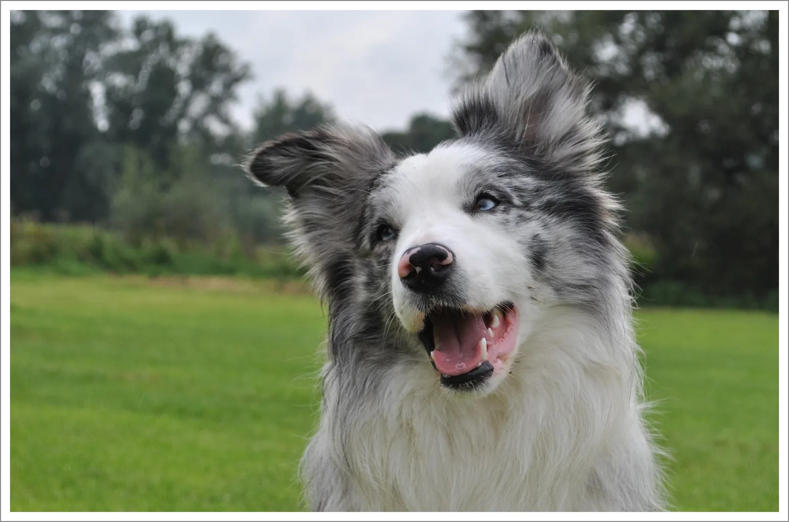 Elevage Canin de Border Collie à Lizac, Tarn-et-Garonne (82)