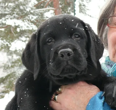 Elevage Familial des Labradors du Chaudron des Fées à Raon-l'Étape, Vosges (88)