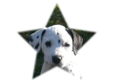Elevage de Dalmatien de la Forêt d'Esquirots à Saint-Pierre-du-Mont, Landes (40)