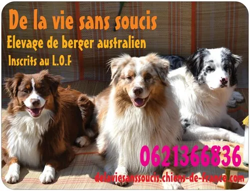 Elevage de la Vie Sans Soucis à Longwy, Meurthe et Moselle (54)