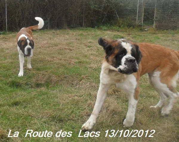 élevage Canin la  route des Lacs à Trie-sur-Baïse, Hautes-Pyrénées (65)