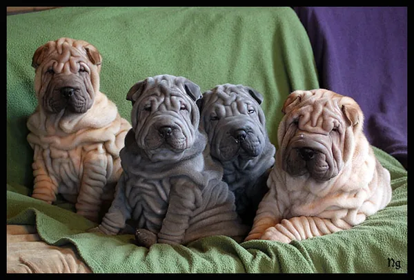 Elevage de Shar-Peï du Nuorilang à Flacey-en-Bresse, Saône-et-Loire (71)