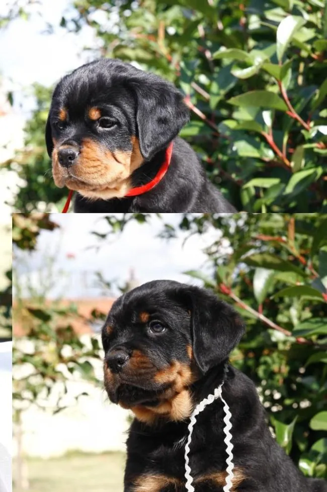 Elevage de Rottweilers à Brebières, Pas-de-Calais (62)