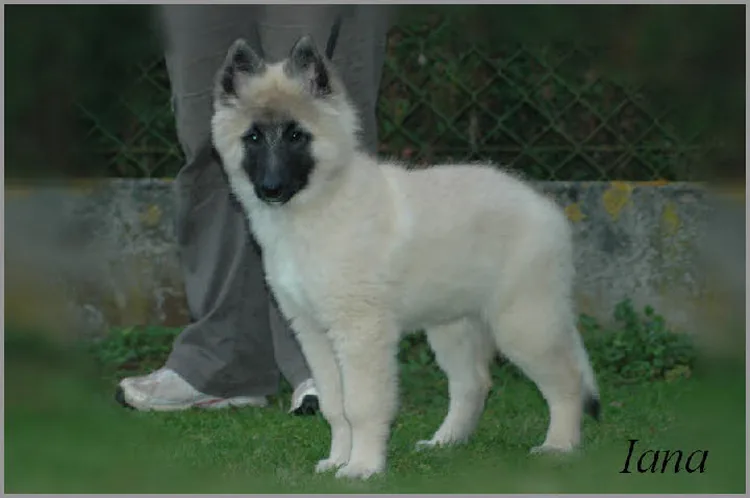 Élevage des Gardiens de Cocagne à Isbergues, Pas-de-Calais (62)
