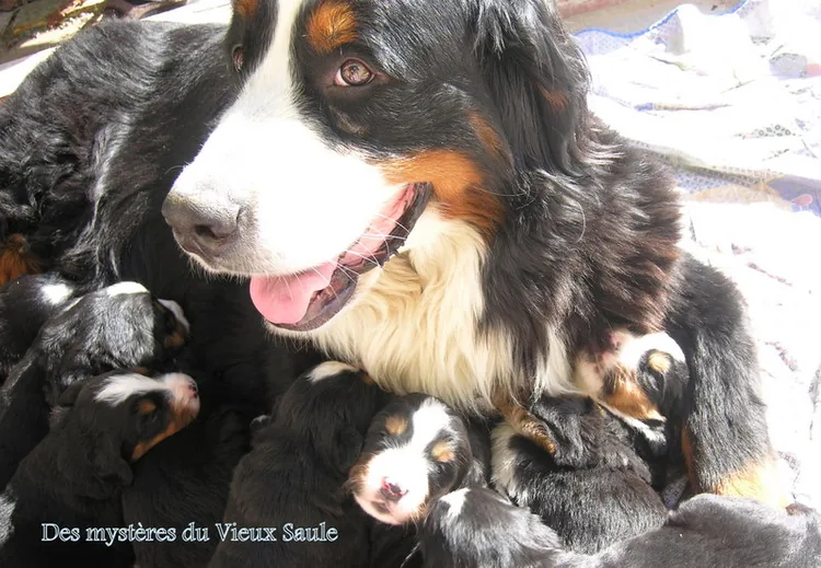 Anouchka et ses Bébés octobre 2010