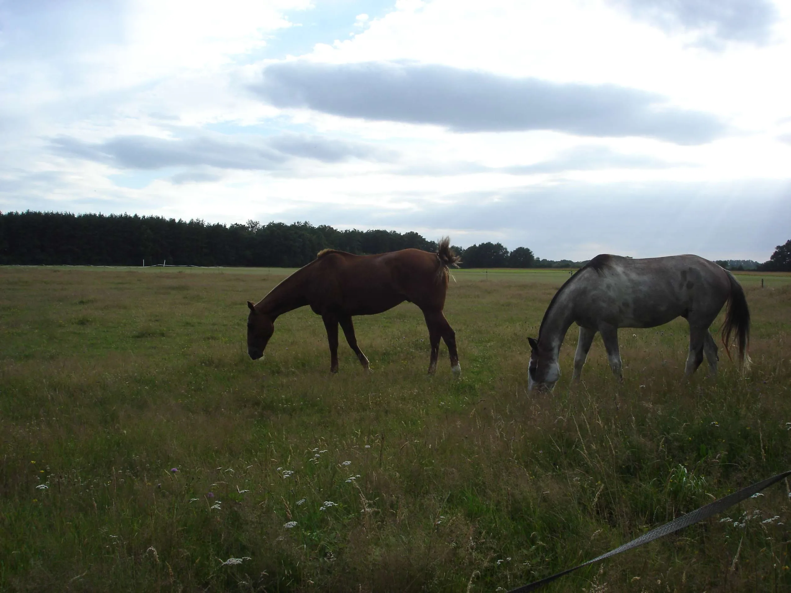 Equitation Plaisance à Villemurlin, Loiret (45)