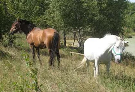 Equi-Psy à Roybon, Isère (38)