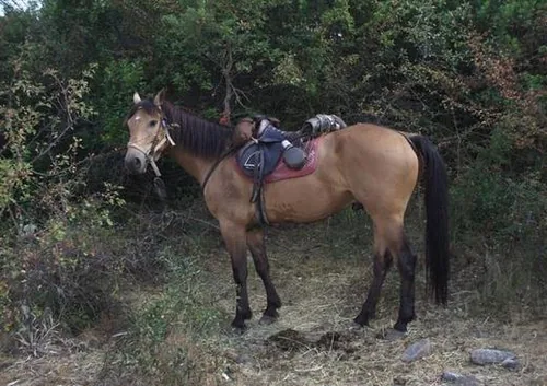 Equiloisirs FAE à Corte, Haute-Corse (2B)