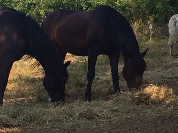 Equus Loisirs à Braine, Aisne (02)