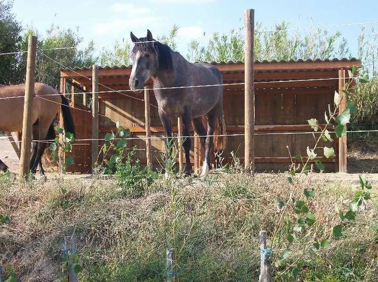EQUI LOISIR 66 à Trouillas, Pyrénées-Orientales (66)