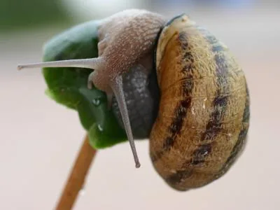 Escargot comtois à Courbouzon, Jura (39)