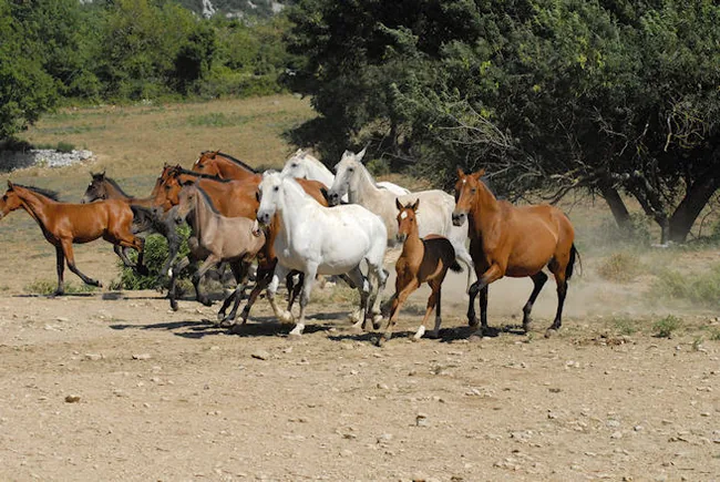 Étrier des Cevennes à Cazilhac, Hérault (34)