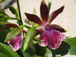 Exposition-vente d'orchidées à Tillé, Oise (60)