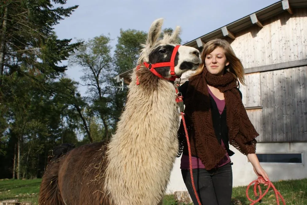 Ferme Découverte Elevage de Lamas du Doubs à Mamirolle, Doubs (25)