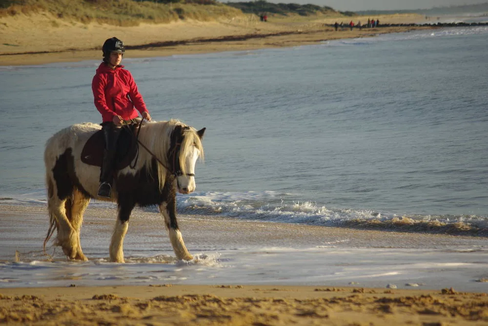 Dream Pony à Saint-Georges-d'Oléron, Charente-Maritime (17)