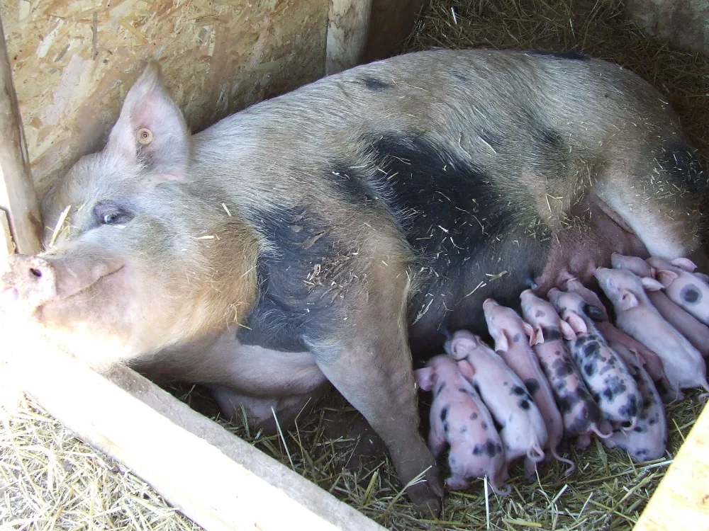 Ferme de la Mantellerie à Saint-Pompain, Deux-Sèvres (79)