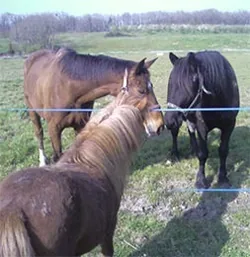 Ferme Equestre La Ballarade à Lacépède, Lot-et-Garonne (47)