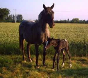 Ferme Pédagogique Cheval Nature à Saint-Macaire-du-Bois, Maine-et-Loire (49)