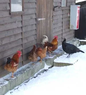 Ferme Pédagogique du Bel Air à Villiers-le-Bâcle, Essonne (91)