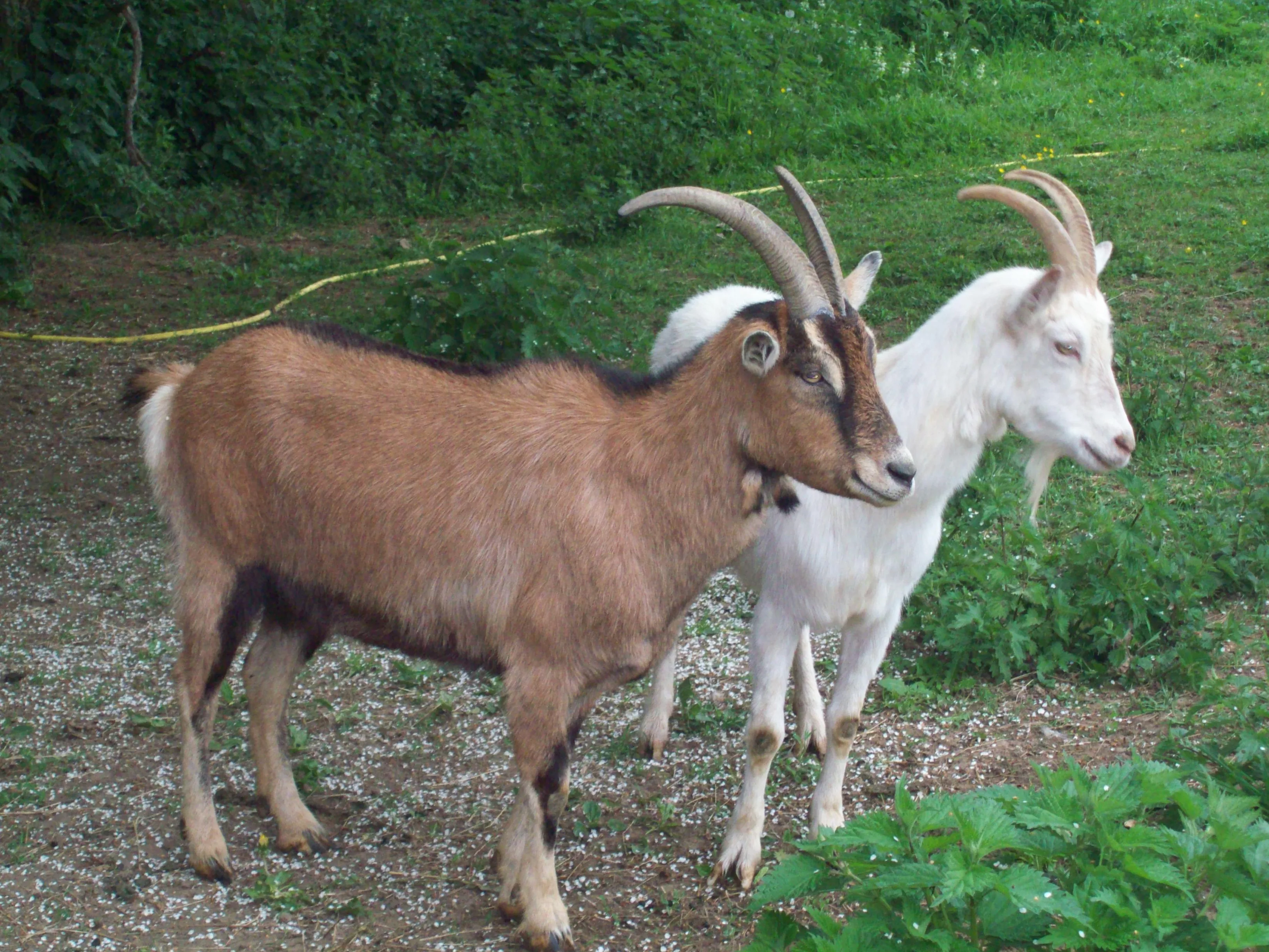 Ferme de Boucagny à Chaussy, Val d'Oise (95)