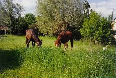 Ferme Équestre la Tesniere à Daumeray, Maine-et-Loire (49)