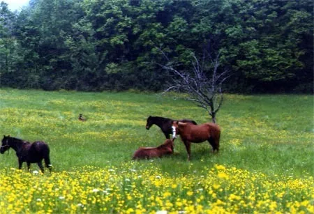 Ferme Equestre Crinière au Vent à Monbalen, Lot-et-Garonne (47)