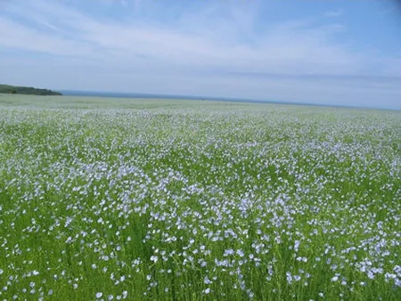 Ferme au Fil des Saisons à Amfreville-les-Champs, Seine-Maritime (76)