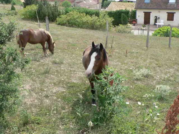 Ferme Equestre La Grilletière à Escamps, Yonne (89)