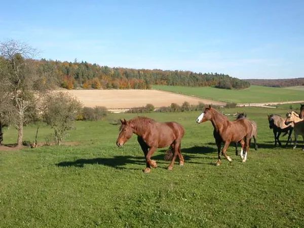 Ferme Équestre le Rupt à Rupt-devant-Saint-Mihiel, Meuse (55)
