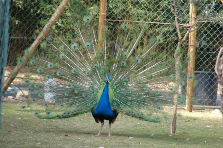 Ferme Animalière à Auriol, Bouches-du-Rhône (13)