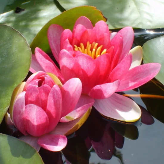Fleurs d'Eau en Arles, Bouches-du-Rhône (13)