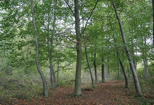 Forêt de Saint-Germain-en-Laye à Saint-Germain-en-Laye, Yvelines (78)