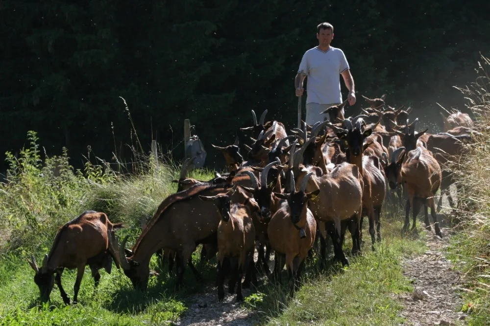 Gaec la Chevrerie du Chatelard à Méaudre, Isère (38)