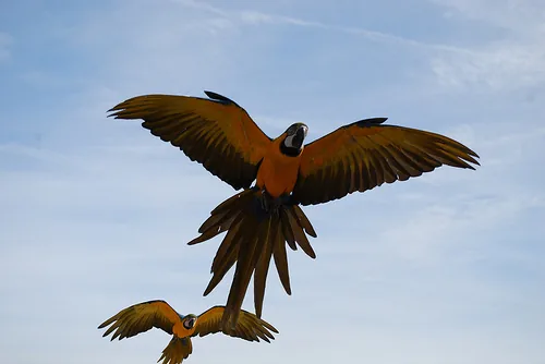 Géants du Ciel à Chauvigny, Vienne (86)