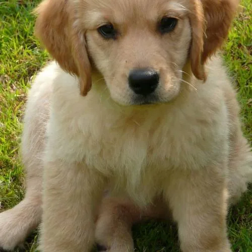 Golden Retrievers du Bosquet de Vallière à Relans, Jura (39)