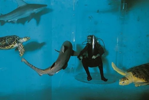 Grand Aquarium de Saint Malo à Saint-Malo, Ille-et-Vilaine (35)