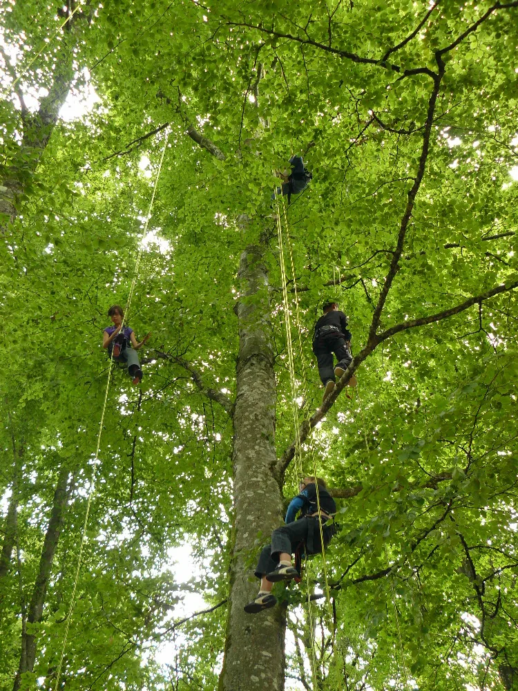 Grimpe d'Arbre en Morvan à Montsauche-les-Settons, Nièvre (58)