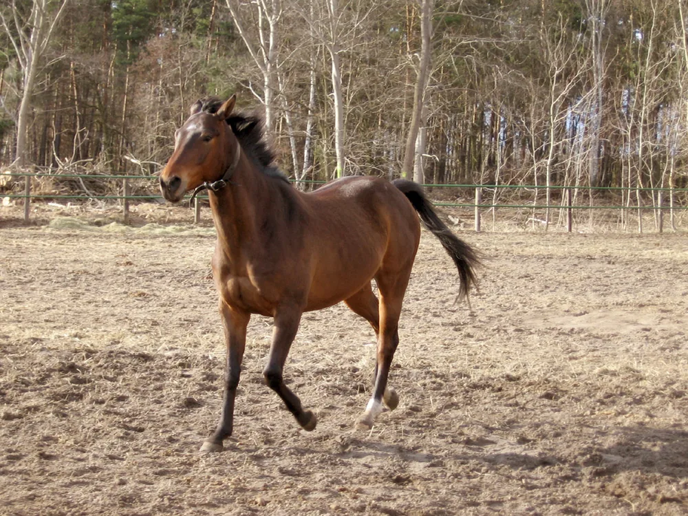 Haras National de Pau-Gelos à Gelos, Pyrénées-Atlantiques (64)