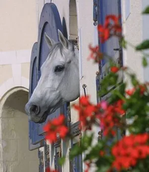Haras National du Lion d'Angers à Le Lion-d'Angers, Maine-et-Loire (49)