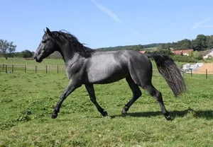 Haras des Chesnaies à Onans, Doubs (25)