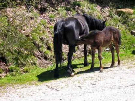 Haras des Besines-Equitation à Orgeix, Ariège (09)